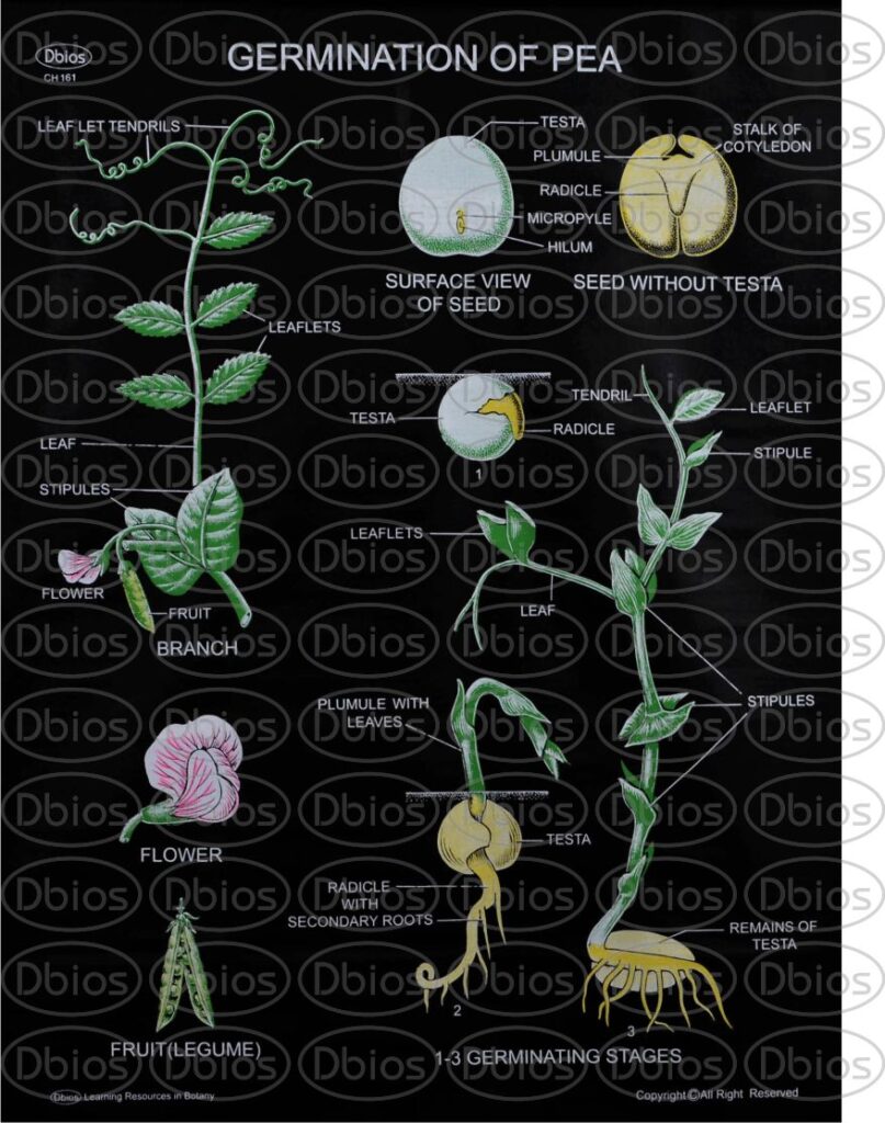 CH 161 Pea Germination Dbios Charts