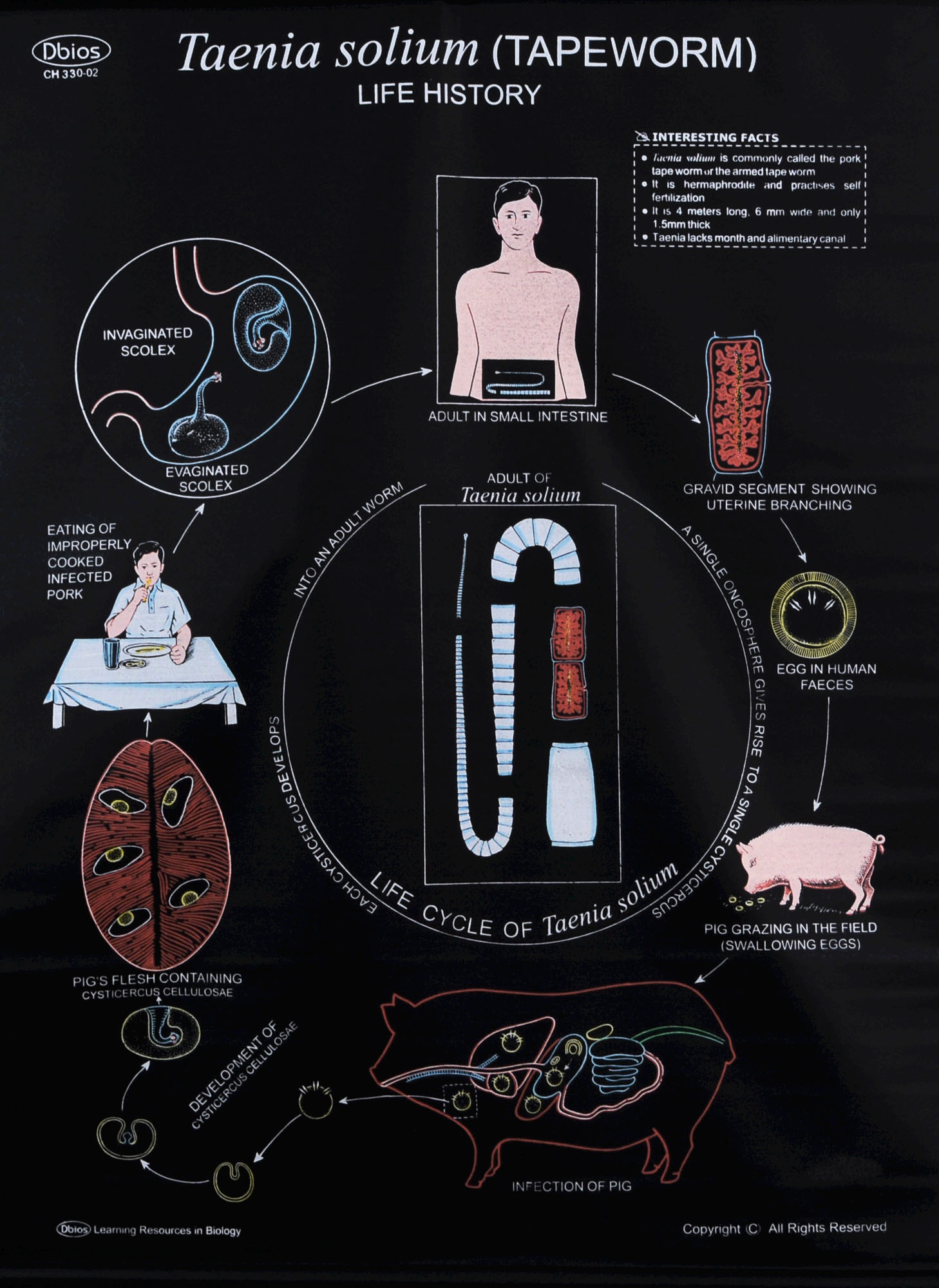 CH 330 Taenia Solium Structure L H Tapeworm Dbios Charts CH 330 Taenia Solium Structure L H Tapeworm Dbios Charts