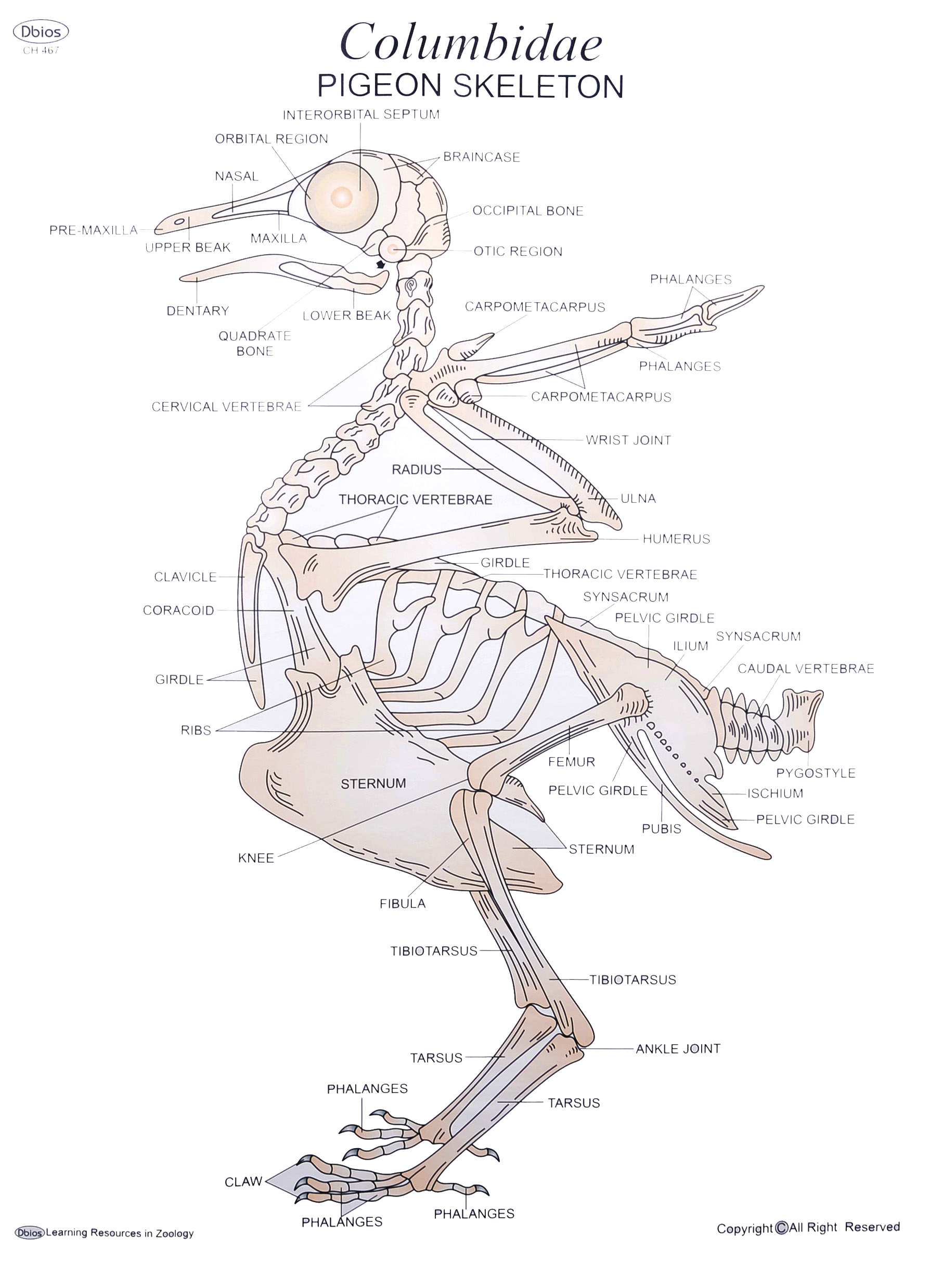 CH 467 PIGEON SKELETON | Dbios Charts