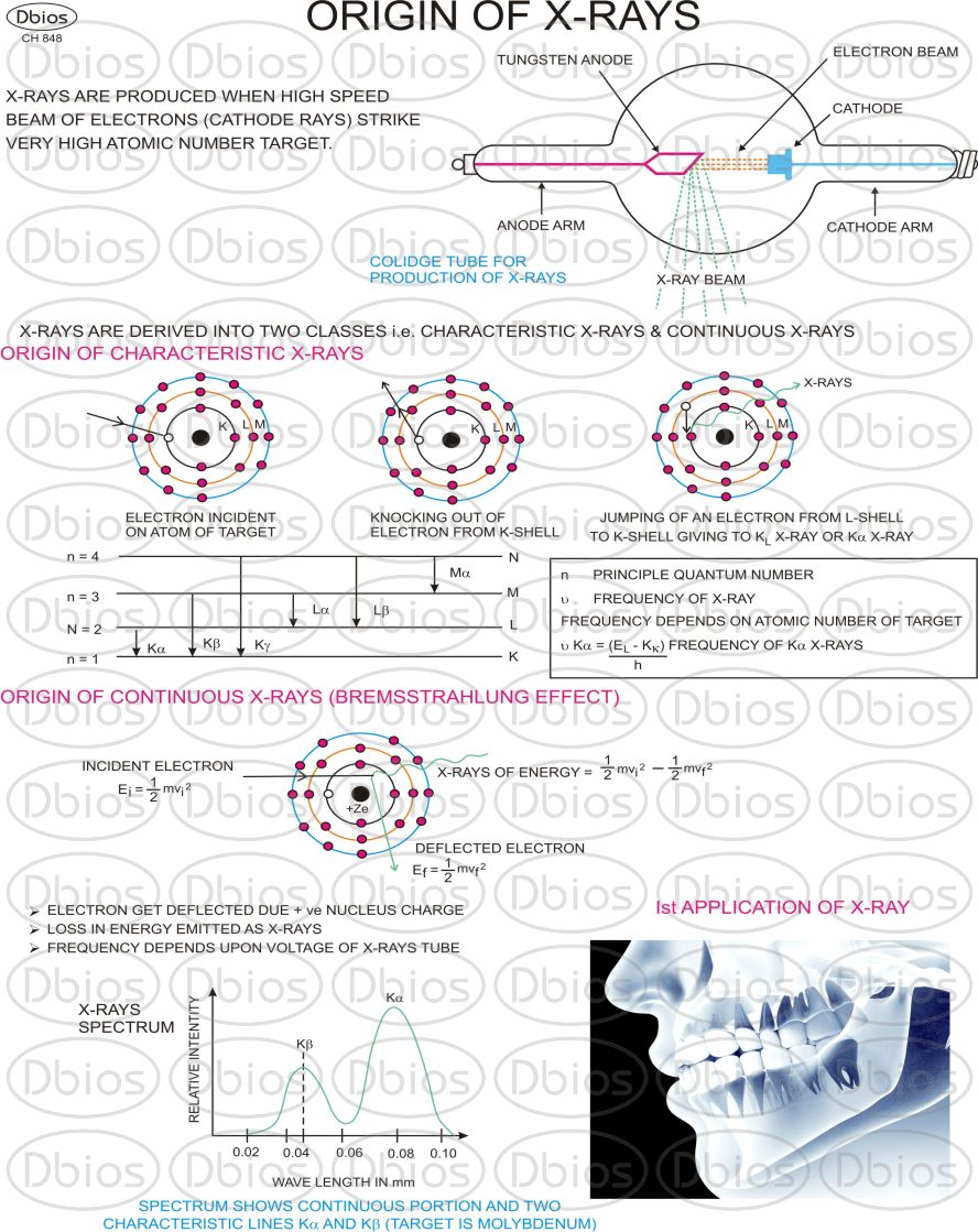 CH 848 ORIGIN OF XRAYS Dbios Charts