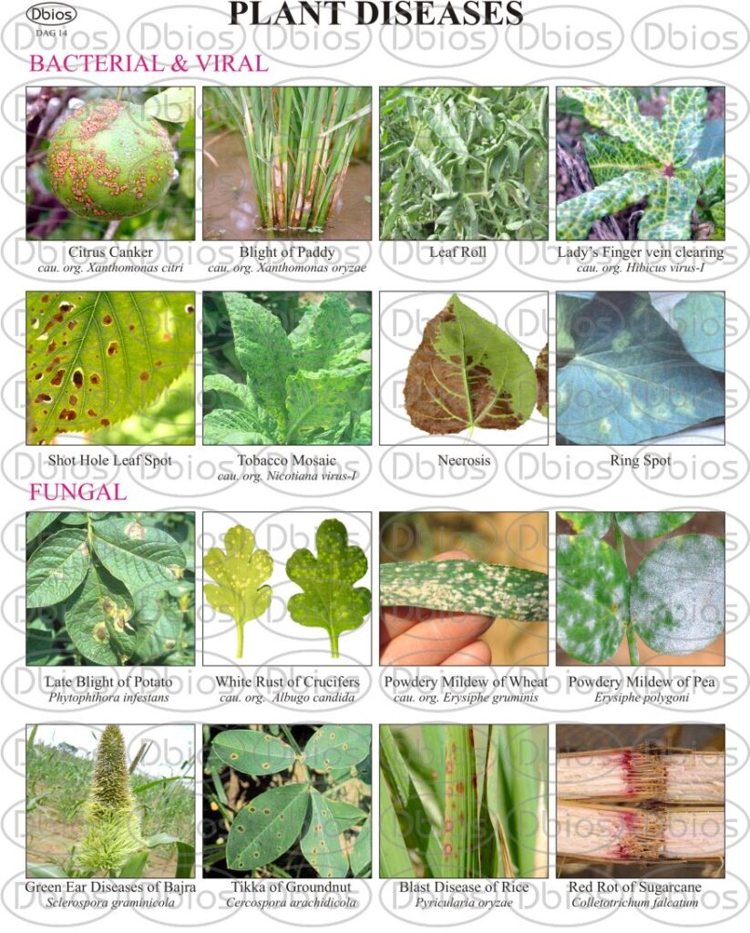 DAG 14 PLANT DISEASES Dbios Charts
