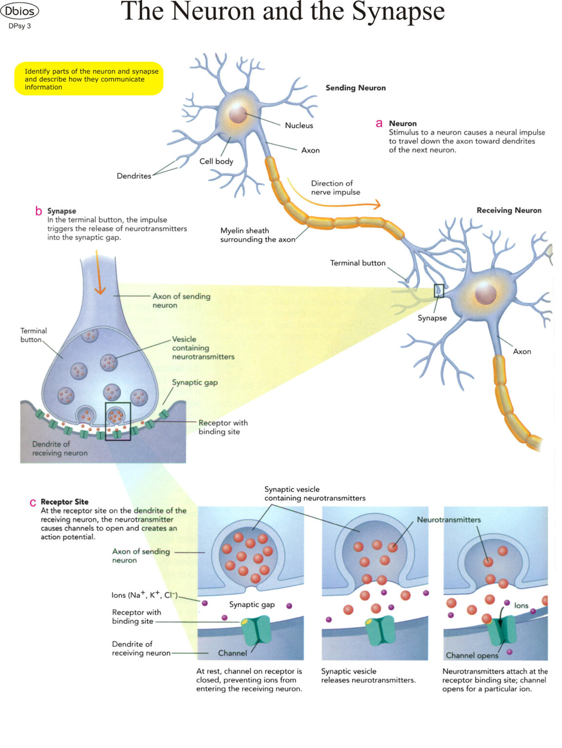 DPsy 3 The Neuron and the Synapse | Dbios Charts